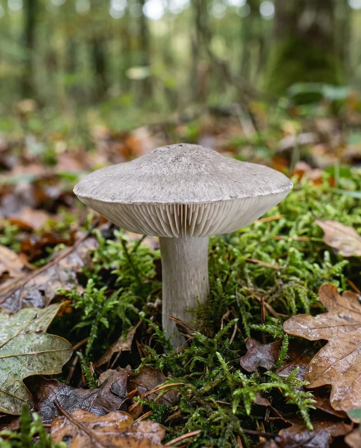 Petit-gris (tricholome terreux)