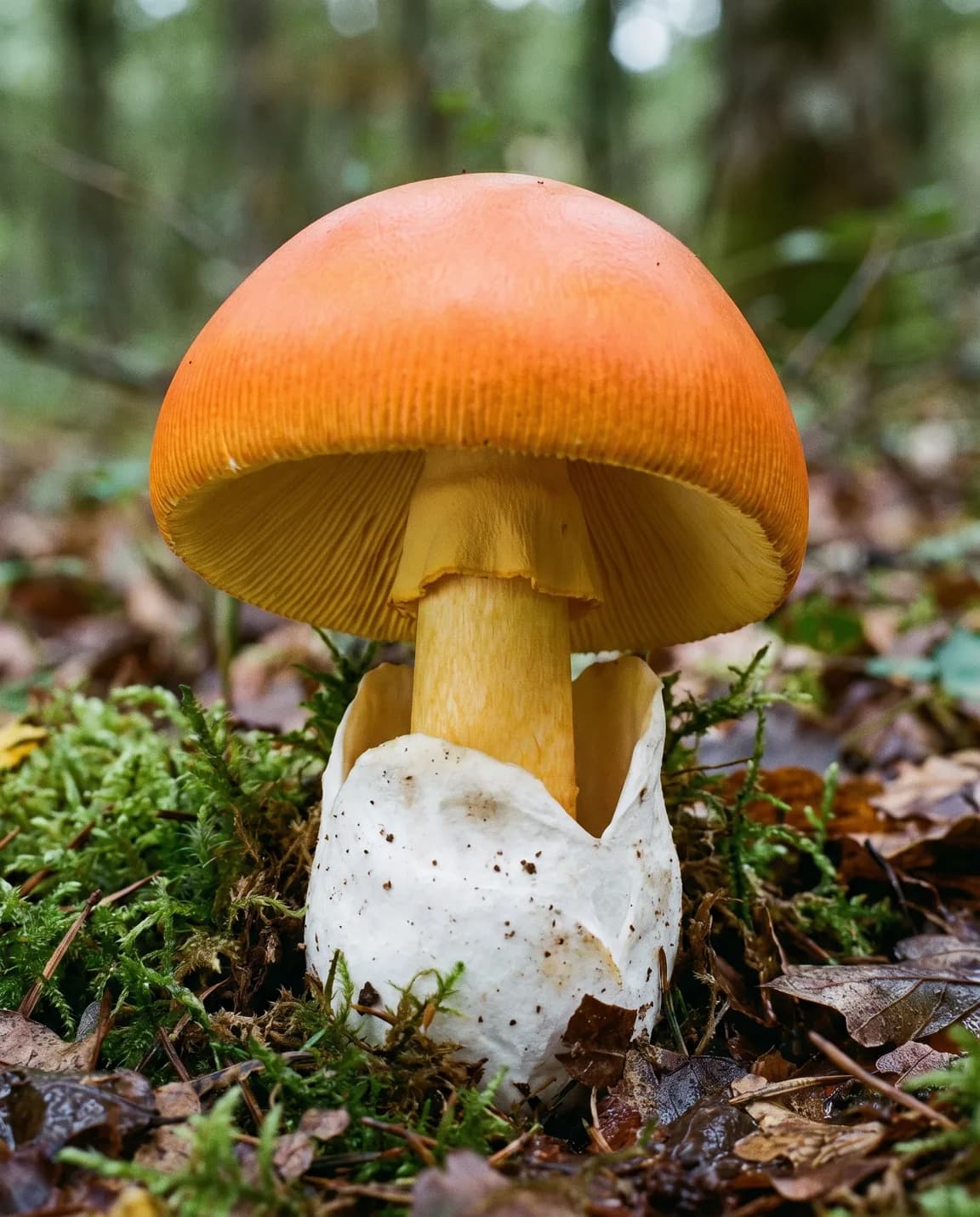 Oronge (amanite des Césars)